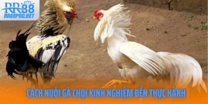 Cách Nuôi Gà Chọi Khỏe Mạnh: Từ Kinh Nghiệm Đến Thực Hành