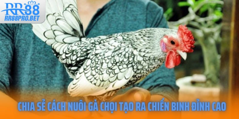 Chia sẻ cách nuôi gà chọi tạo ra chiến binh đỉnh cao
