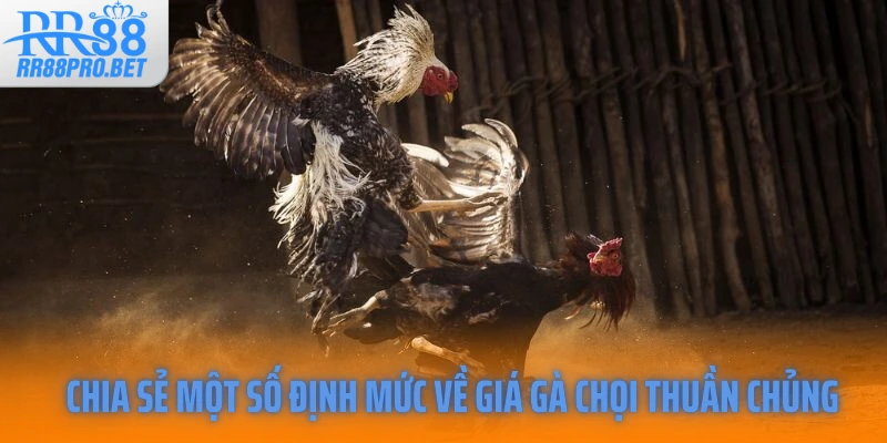 Chia sẻ một số định mức về giá gà chọi thuần chủng 