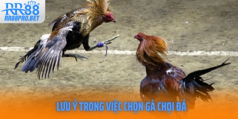 Lưu ý trong việc chọn gà chọi đá