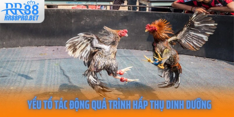 Yếu tố tác động quá trình hấp thụ dinh dưỡng